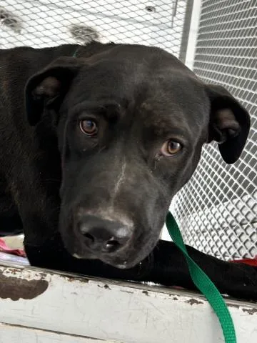 A young large-sized female Labrador Retriever dog named Lulu for adoption in Bakersfield, CA