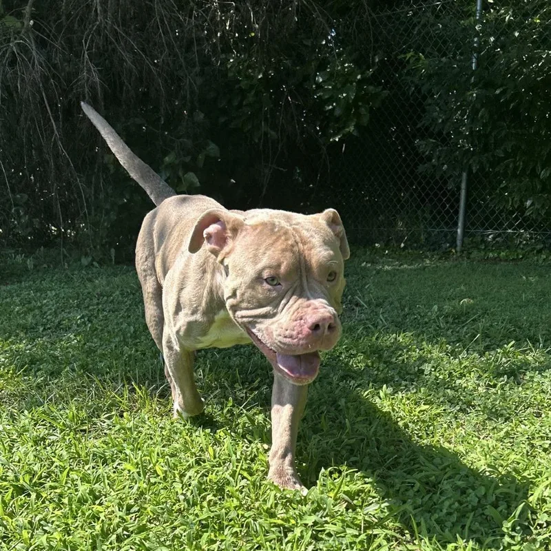 An adult large-sized male Apricot / Beige Pit Bull Terrier dog named Nicholas for adoption in Ridgely, MD
