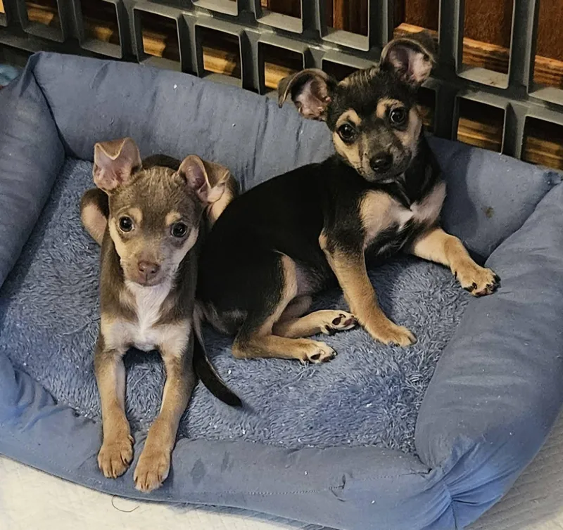 A baby small-sized female Chihuahua dog named Squeak for adoption in Mount Pleasant, NC