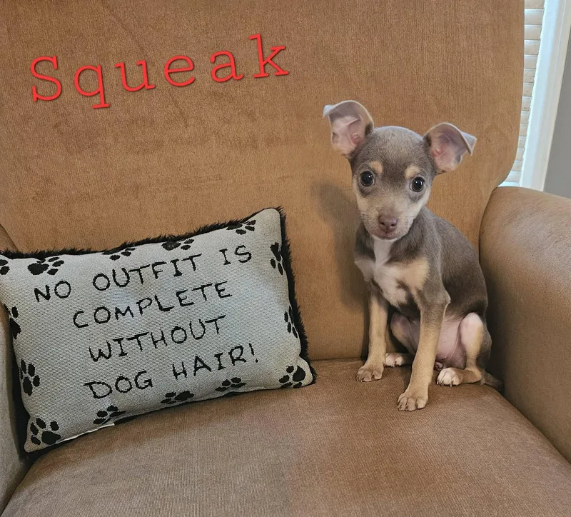 Squeak thumbnail 2