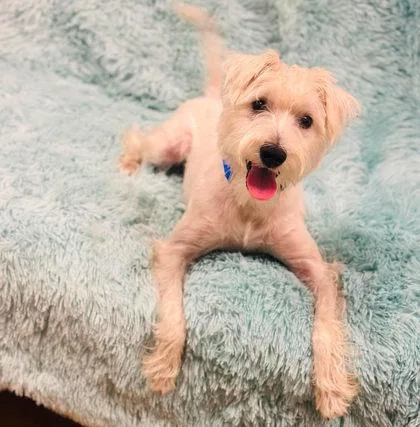 An adult small-sized male Mixed Breed dog named Ezra for adoption in West Chester, PA