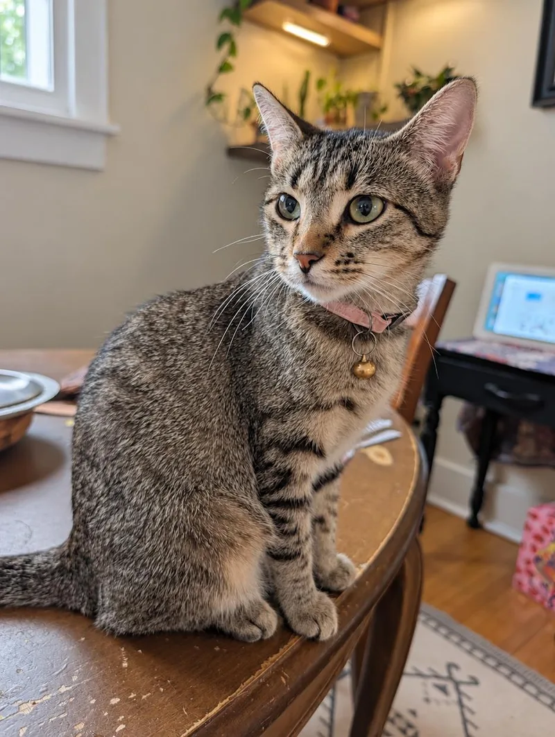 An adult small-sized female Tabby cat named Pearl for adoption in Mankato, MN