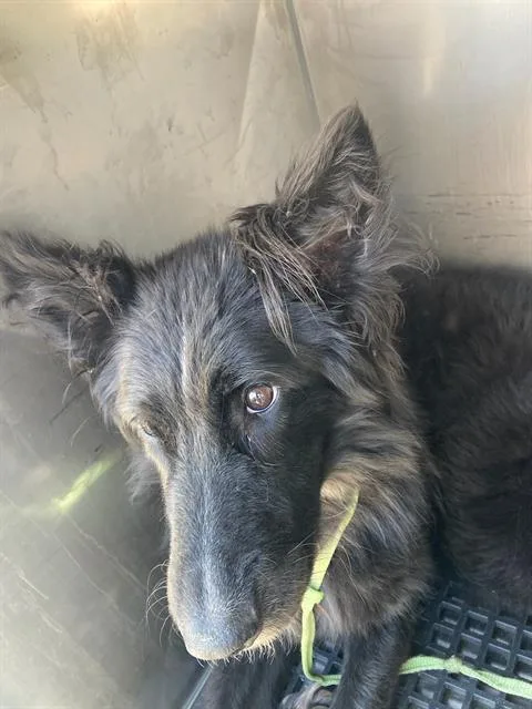 A young large-sized female Mixed Breed dog named Misty for adoption in Dallas, TX