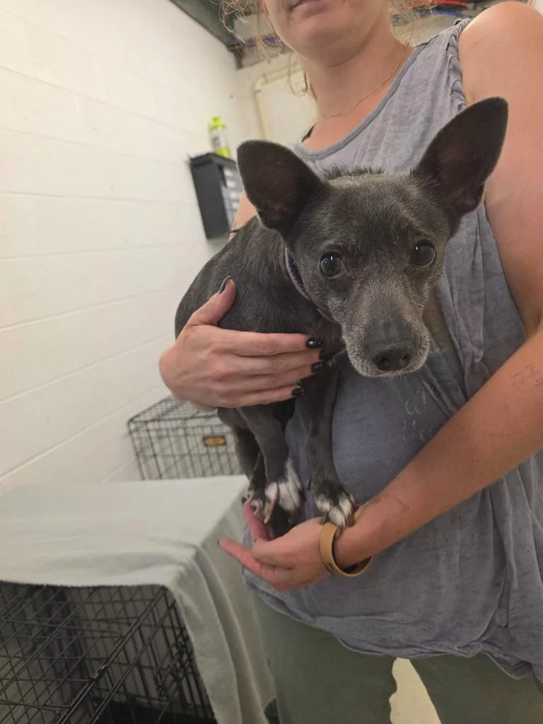 A senior large-sized female Chihuahua dog named Sadie for adoption in Chickamauga , GA