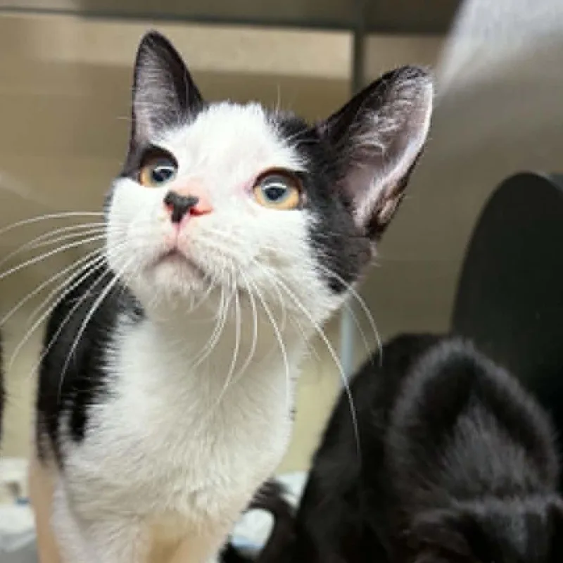 A baby small-sized female Black Domestic Short Hair cat named Sriracha for adoption in Concord, NC