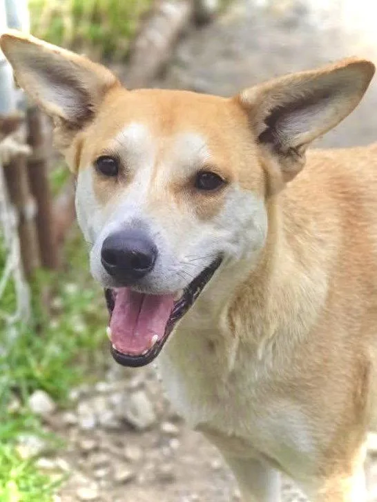 A young medium-sized female Mixed Breed dog named Mandy for adoption in Chatsworth, GA