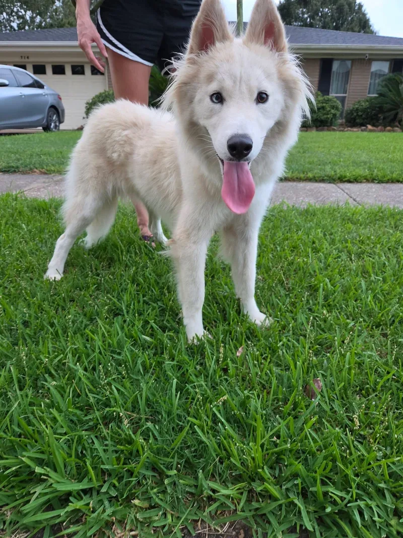 A baby medium-sized female Husky dog named Nova for adoption in Sumter, SC