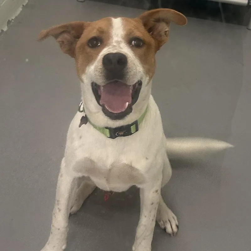 A young medium-sized male Red / Chestnut / Orange Cattle Dog dog named Travis for adoption in Tacoma, WA