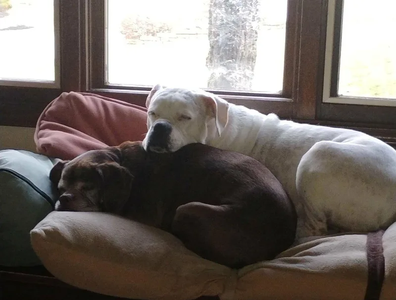 Lady Aka Ladybug  thumbnail 3