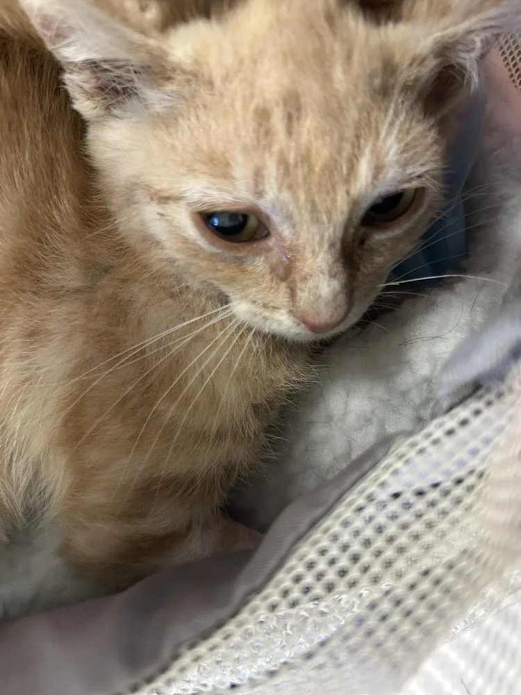 A baby small-sized male Domestic Short Hair cat named Sly for adoption in Ontario, CA