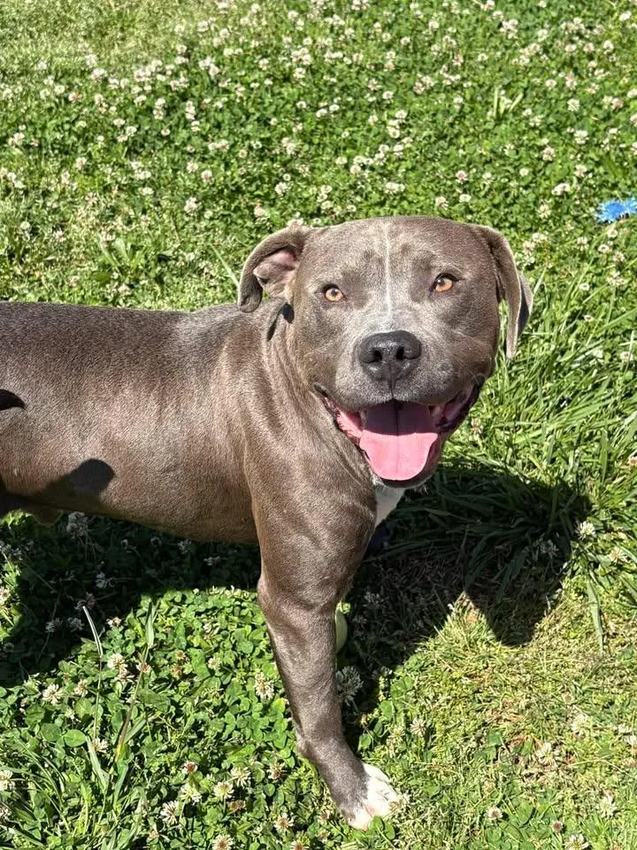 A young large-sized male Mixed Breed dog named Colossus for adoption in Lavonia, GA