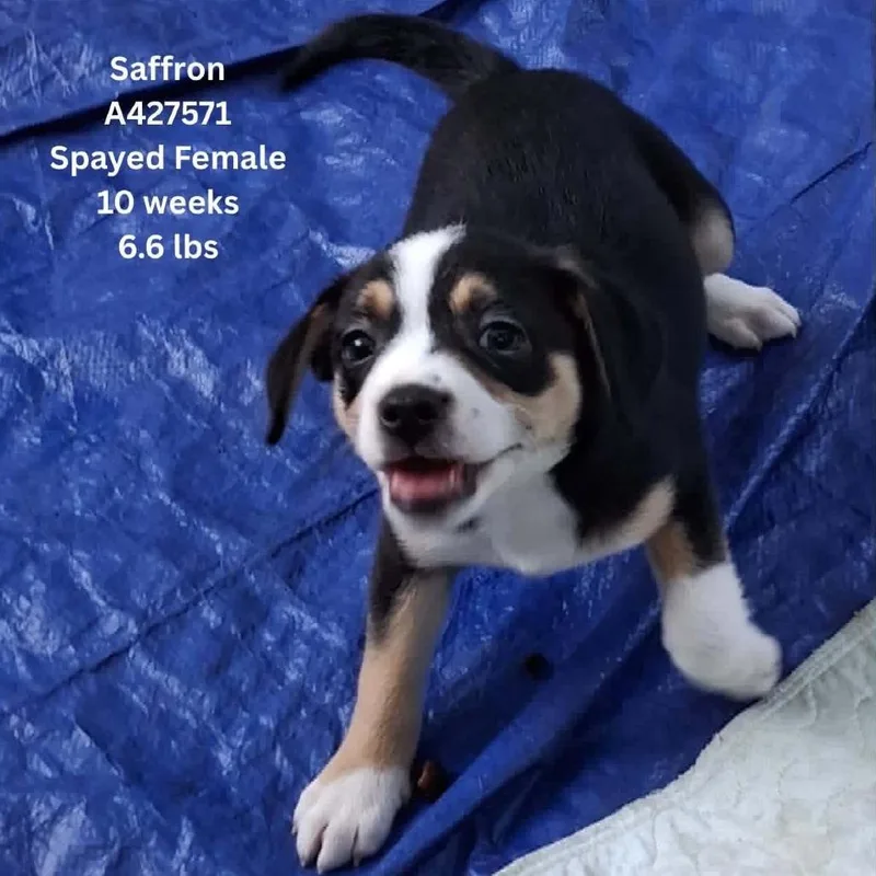 Saffron thumbnail 2