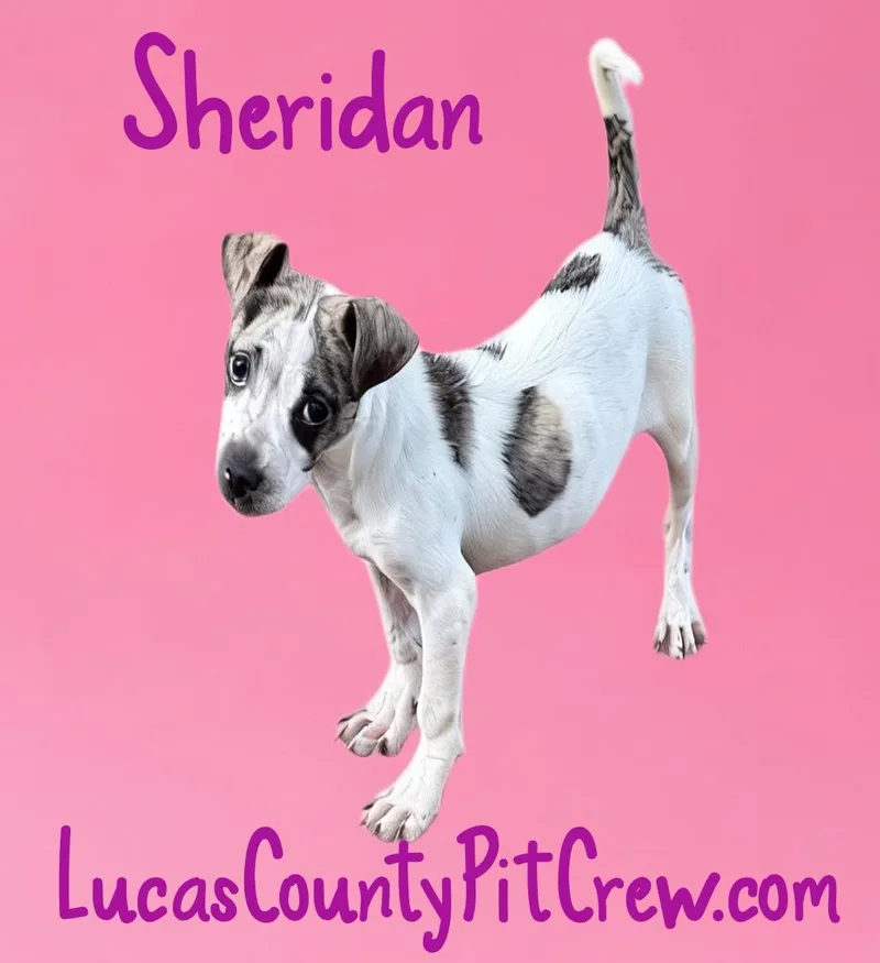 Sheridan