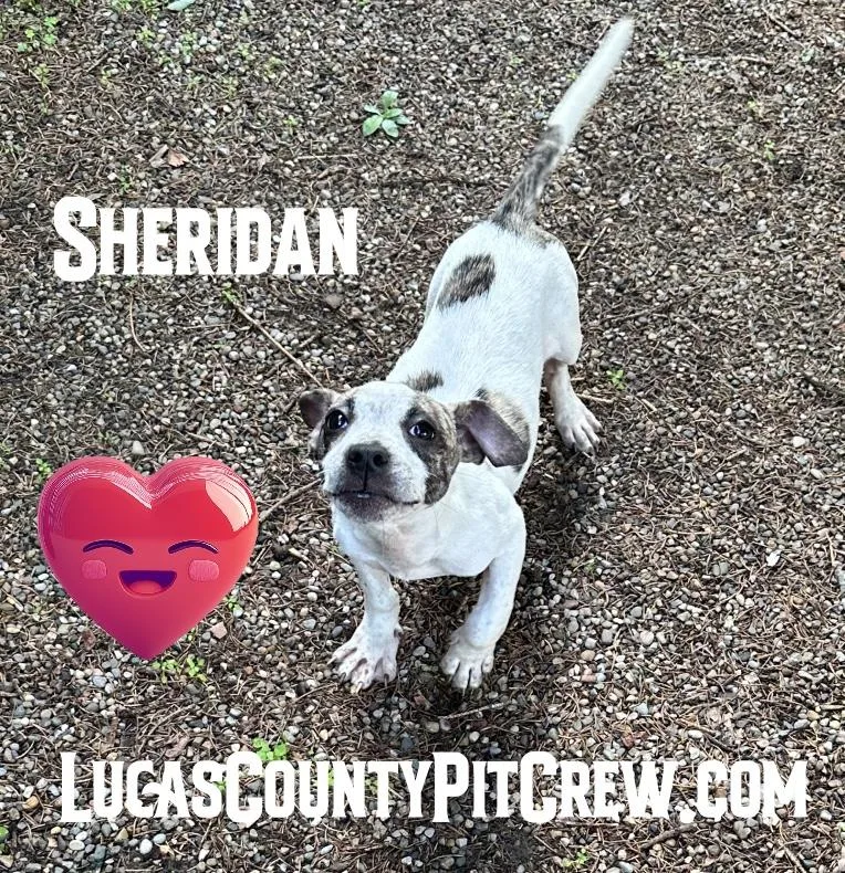 Sheridan thumbnail 2