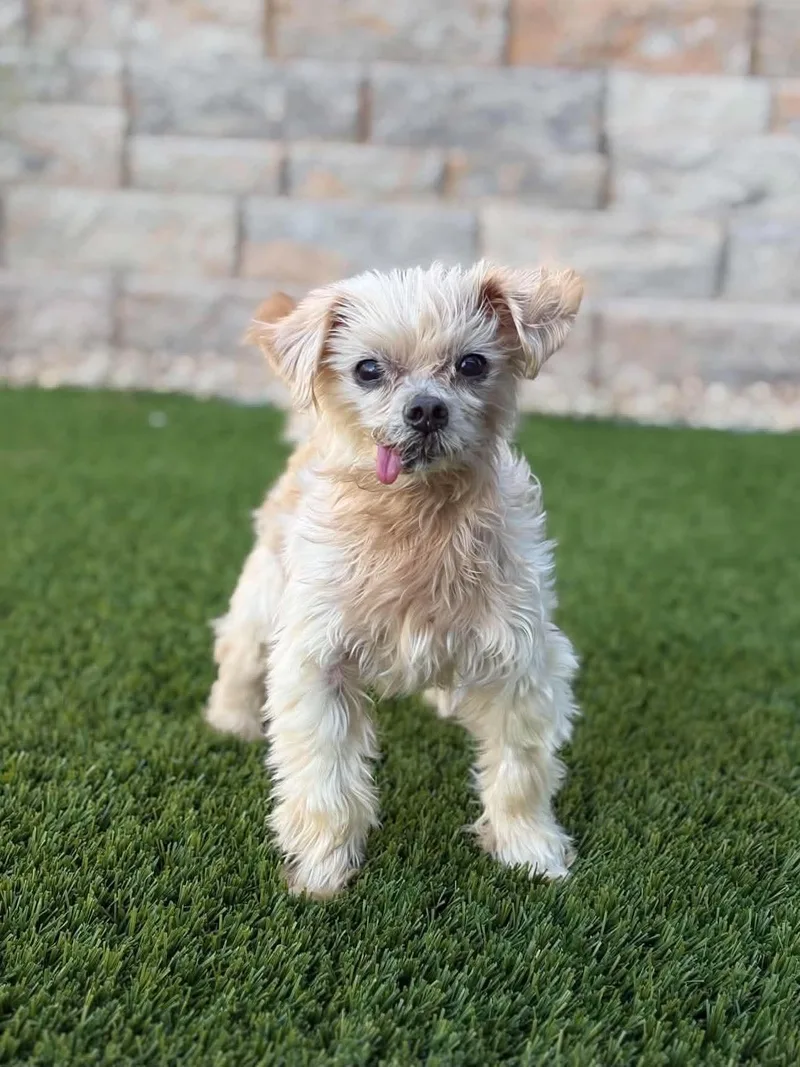 A senior small-sized male Yellow / Tan / Blond / Fawn Yorkshire Terrier dog named Roo for adoption in Las Vegas, NV