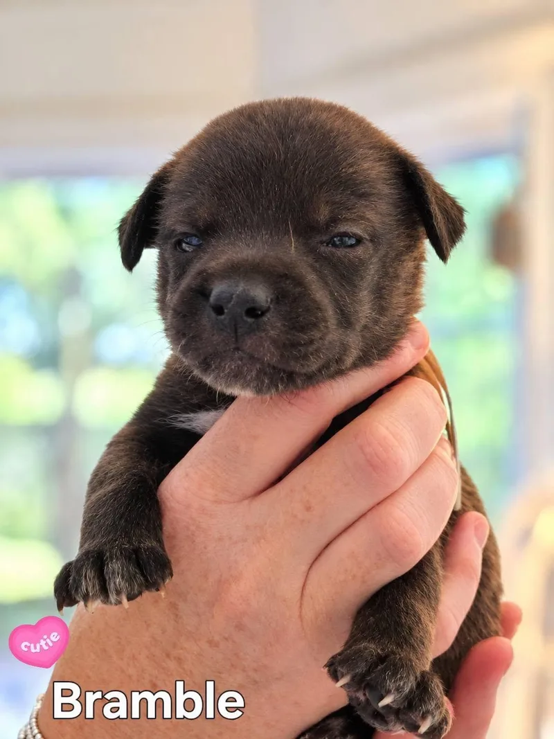 A baby medium-sized female Mixed Breed dog named Bramble  Willow Mae for adoption in Holly Springs, NC