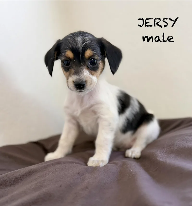 Jersy thumbnail 3