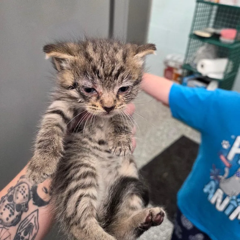 A baby small-sized male Brown / Chocolate Domestic Short Hair cat named Bullseye for adoption in Parkersburg, WV