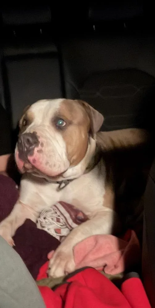 An adult large-sized male Tricolor (Brown, Black, & White) Pit Bull Terrier dog named Krash for adoption in Orlando, FL