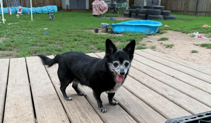 Toto & Snaggle