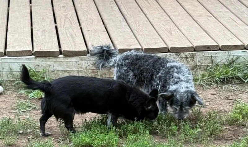 Toto & Snaggle  thumbnail 2