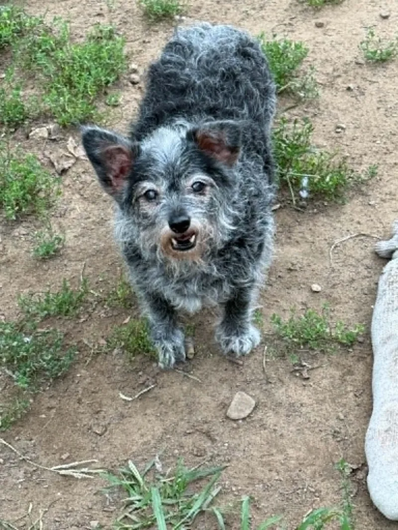 Toto & Snaggle  thumbnail 3