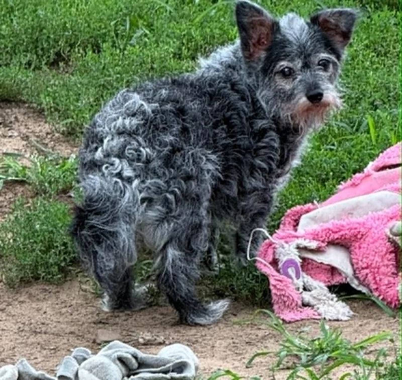 Toto & Snaggle  thumbnail 4