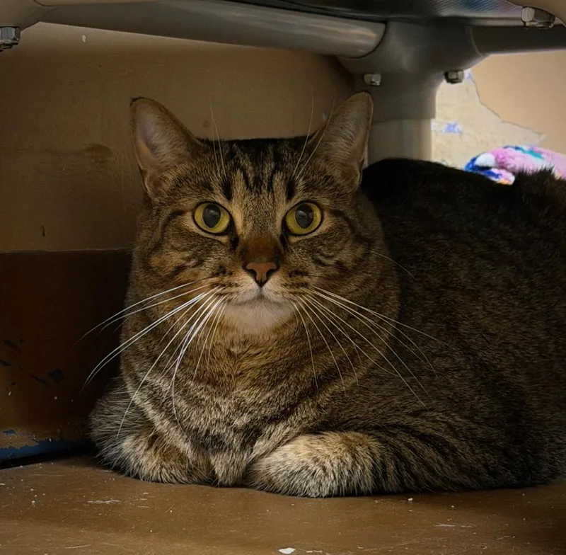 An adult small-sized female Domestic Short Hair cat named Itty Bitty for adoption in Ocala, FL