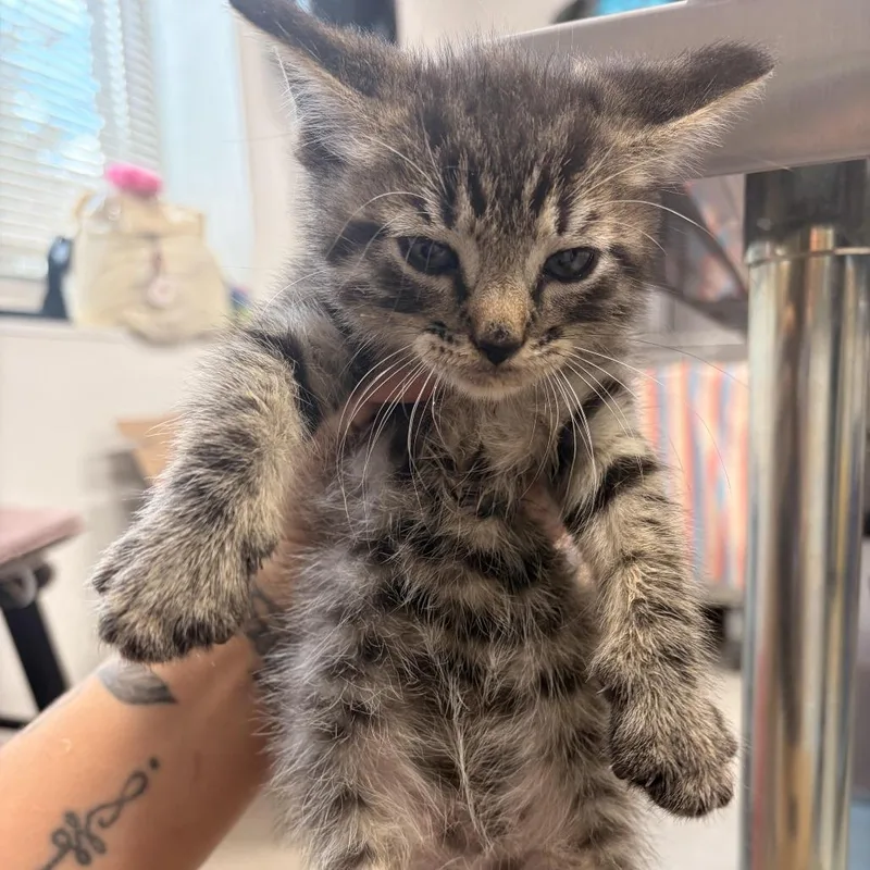 A baby small-sized male Gray / Blue / Silver Domestic Short Hair cat named Chong for adoption in Newark, NJ