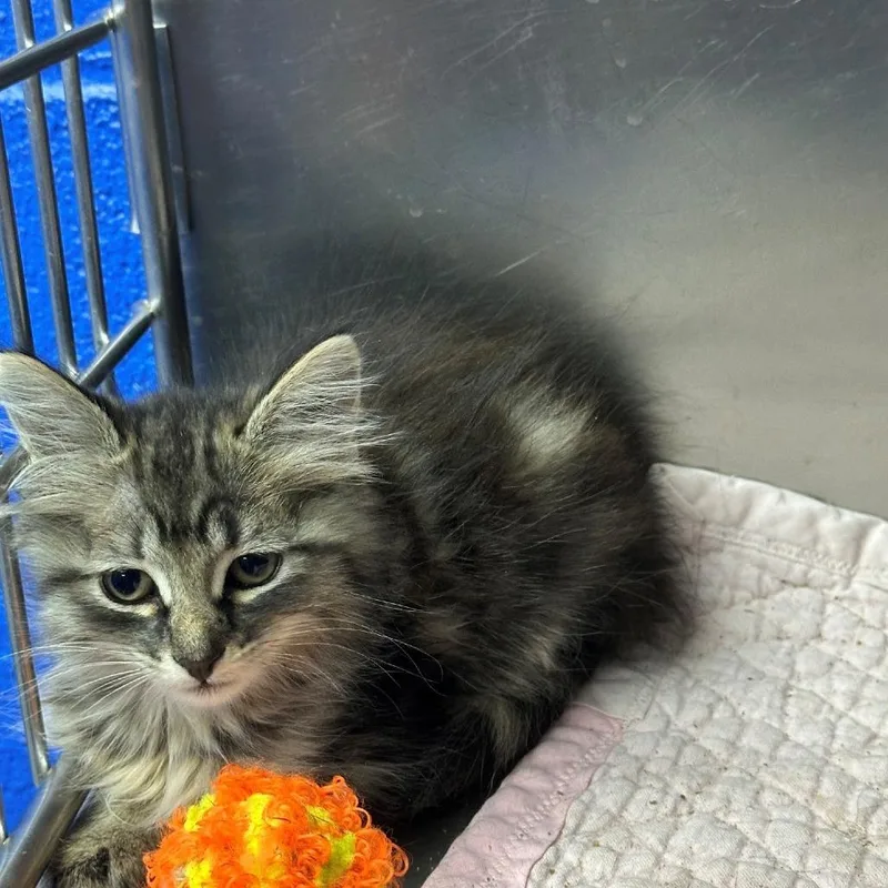 A baby small-sized female Torbie Domestic Long Hair cat named Allie for adoption in Coos Bay, OR