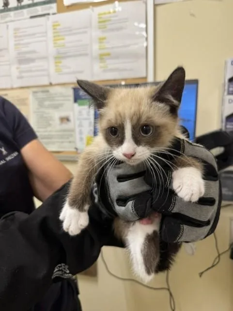 Grumpy Cat