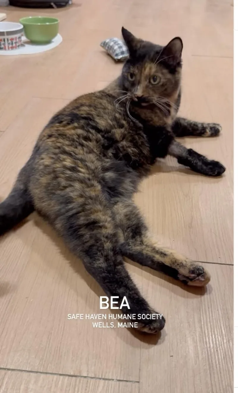 An adult medium-sized female Calico Domestic Short Hair cat named Bea for adoption in Wells, ME