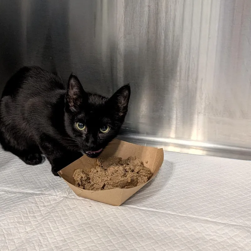 An adult medium-sized male Domestic Short Hair cat named Sloth for adoption in Greensboro, NC