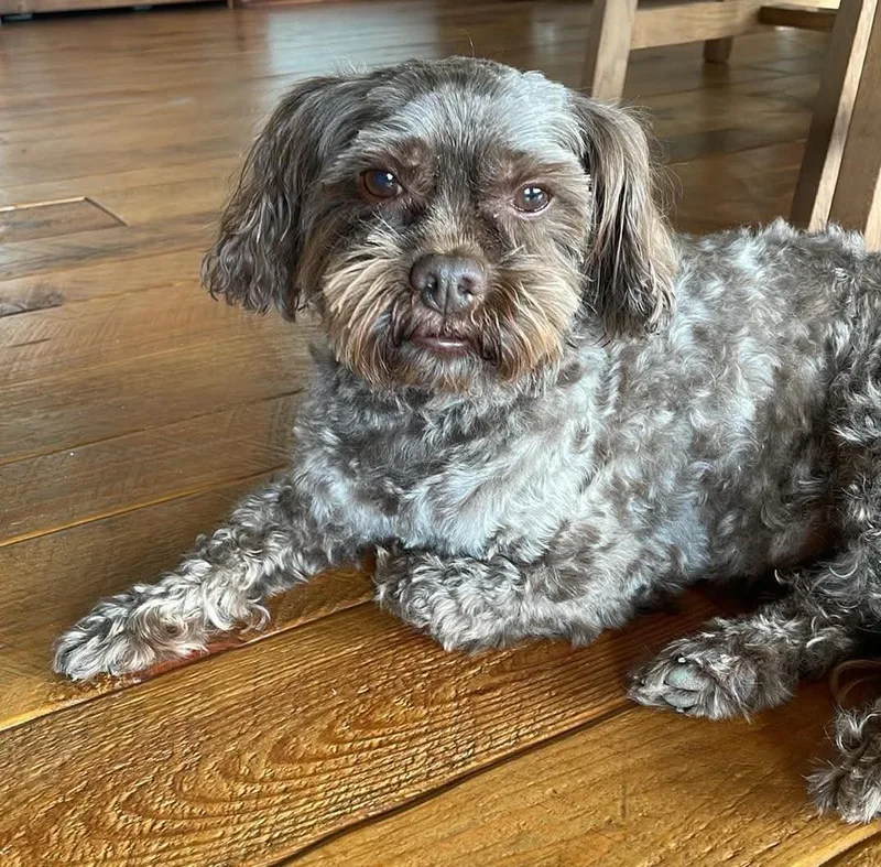 An adult small-sized male Shih poo dog named Chuy for adoption in Spring, TX