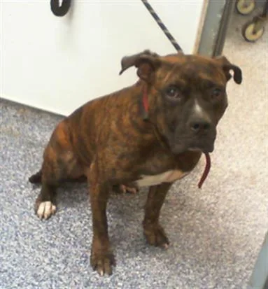 An adult large-sized male Pit Bull Terrier dog named A for adoption in Charlotte, NC