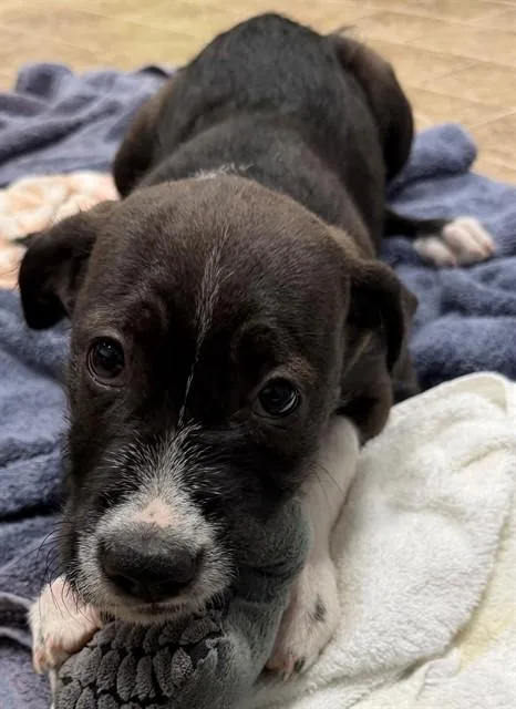 A baby small-sized female Labrador Retriever dog named Saraswati for adoption in Augusta, GA