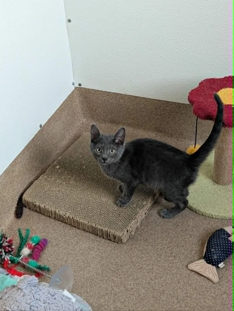 A baby medium-sized male Gray / Blue / Silver Domestic Short Hair cat named Crayon for adoption in Chambersburg, PA