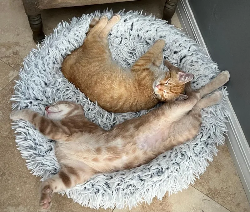 Nico & Enzo Bonded thumbnail 2