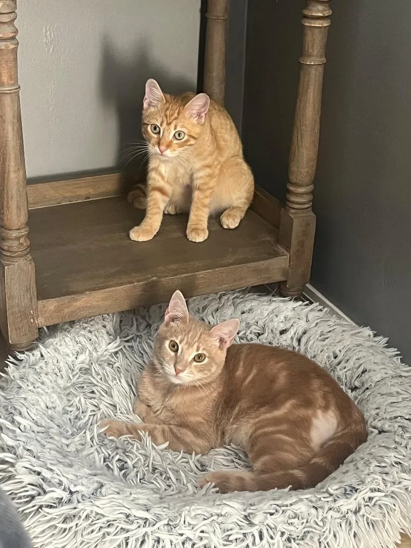 Nico & Enzo Bonded thumbnail 4