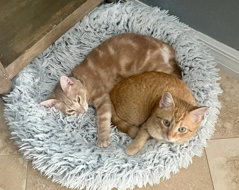 Nico & Enzo Bonded thumbnail 5