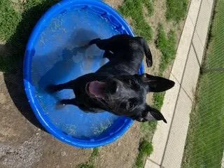 An adult large-sized female German Shepherd Dog dog named Stella for adoption in Clinton Township, MI