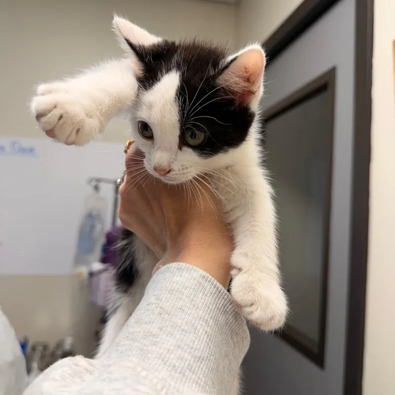A baby small-sized female Domestic Medium Hair cat named Stitch for adoption in Red House, WV