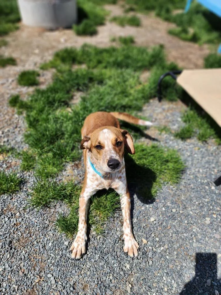 An adult medium-sized male Beagle dog named Franklin for adoption in Trenton, ME