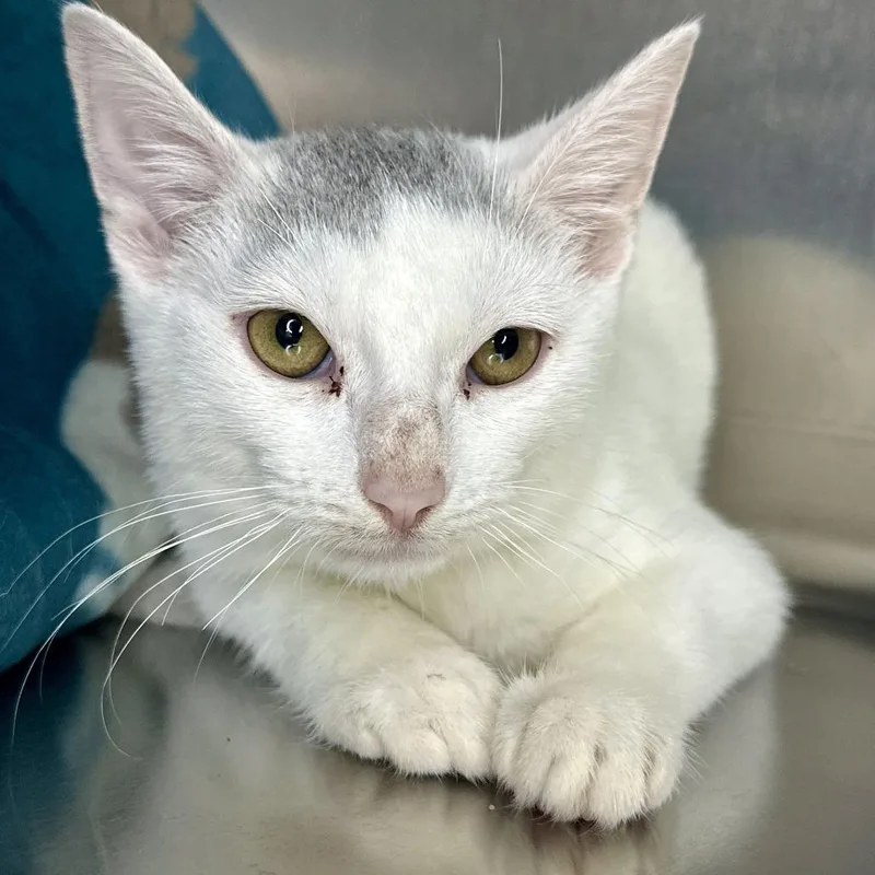 A young small-sized male White Domestic Short Hair cat named Cinnamon Stick for adoption in Matteson, IL