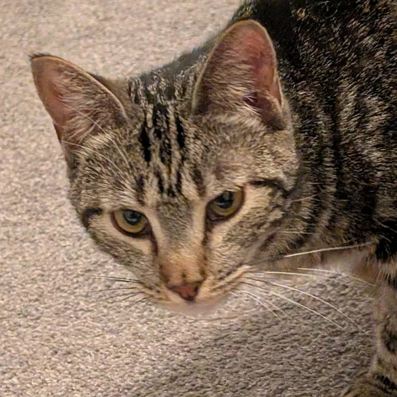 A young small-sized female Tabby cat named Giselle for adoption in Plano, TX