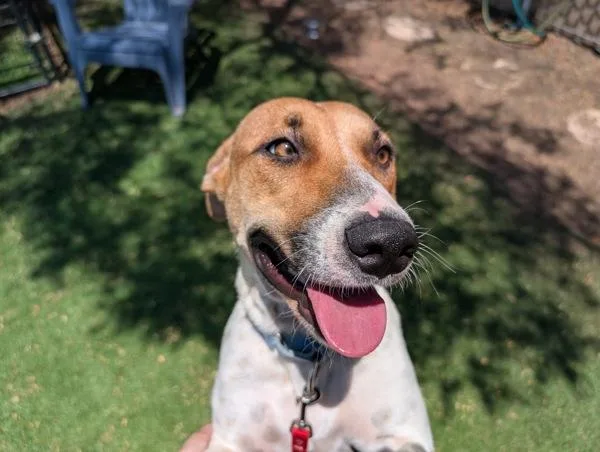 An adult medium-sized female Terrier dog named Marvel O'Peru for adoption in Escondido, CA