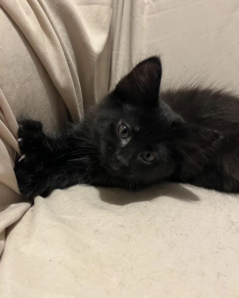 Kumo
