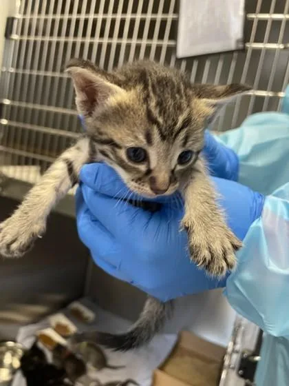 A baby small-sized female Domestic Short Hair cat named Haaland for adoption in Roseville, CA