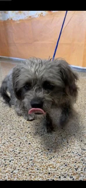 A young small-sized female Shih Tzu dog named Anabelle for adoption in Miami, FL