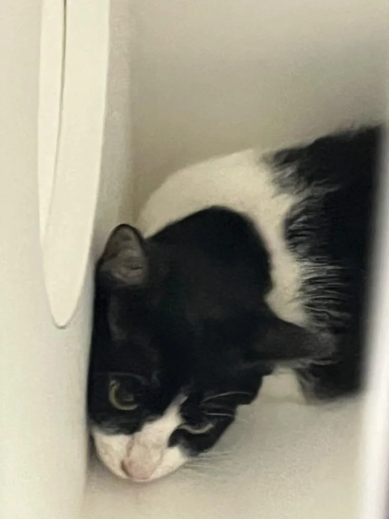 A baby medium-sized male Domestic Short Hair cat named July for adoption in Benton, AR